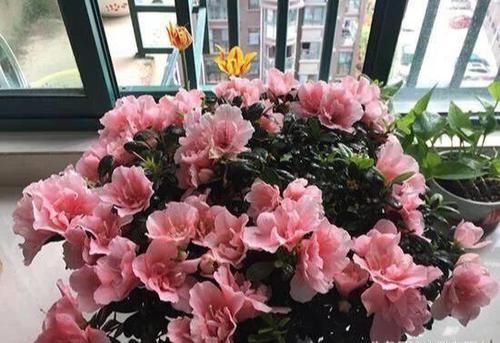「西洋」花店买杜鹃,大多是“西洋鹃”,做好4点,能开一年