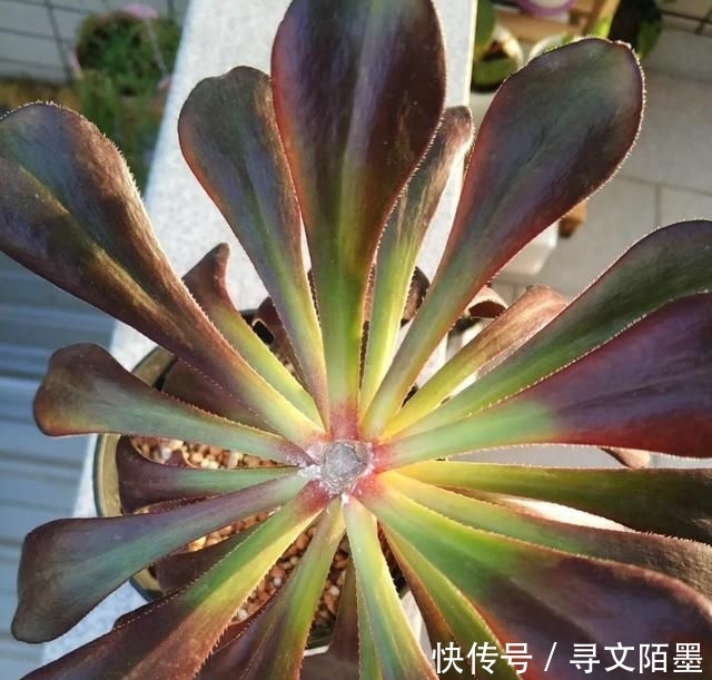 『品种』给多肉植物砍一刀,一株变多株,花盆都装不下了!