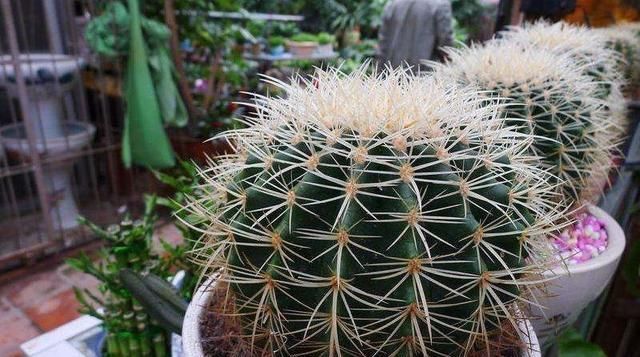 旺盛:花盆里放两种杂物,花很好,没有虫子,土壤也不结实,气势旺盛