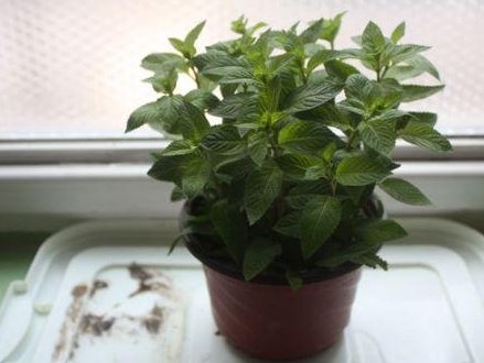 #得更加#这“3种”植物最适合养在客厅,能杀菌除口臭,身体变得更健康!