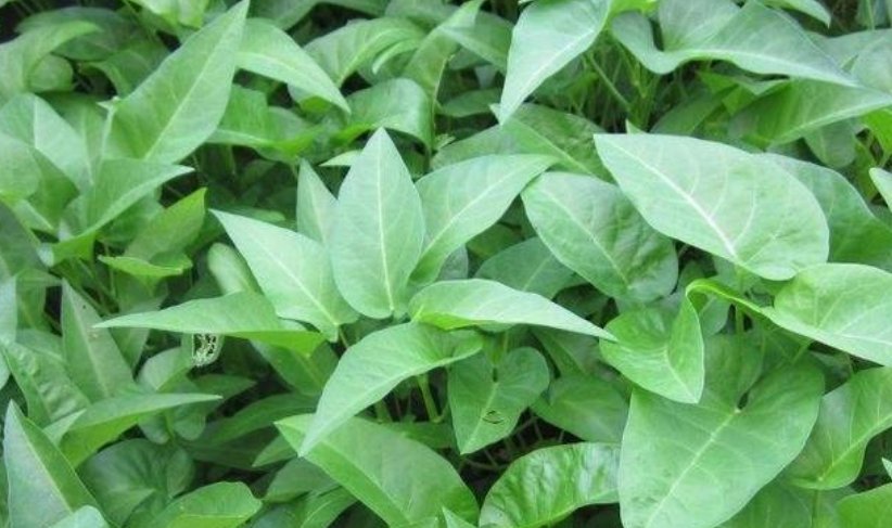  『阳台』别人养花我种菜，4种菜种阳台，随吃随摘，绿色方便又漂亮！