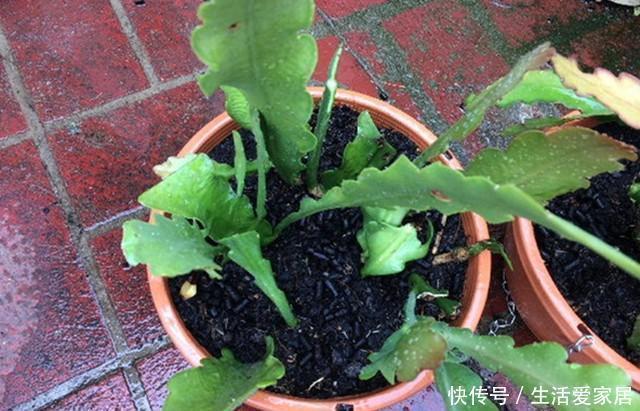  扦插|昙花，一片叶子插一盆，这样养，一开就是几十朵，一年开好多次