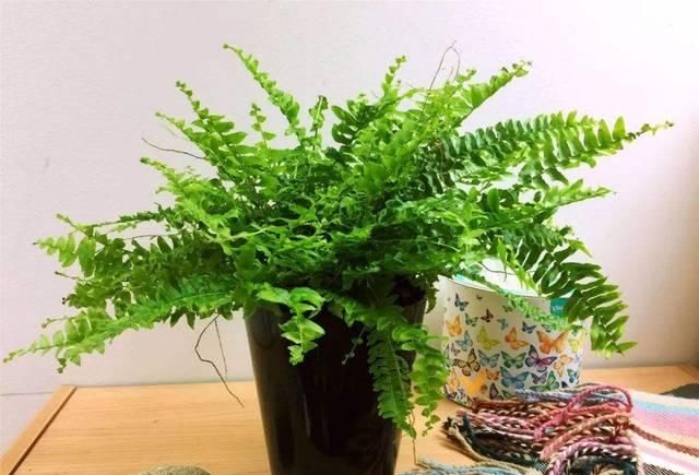  植物浇水@养花时，注意这几点，不然到最后就只剩个盆啦！