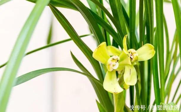  可每隔10|养好“春兰”不容易？养兰达人多年总结的养护经验送给您