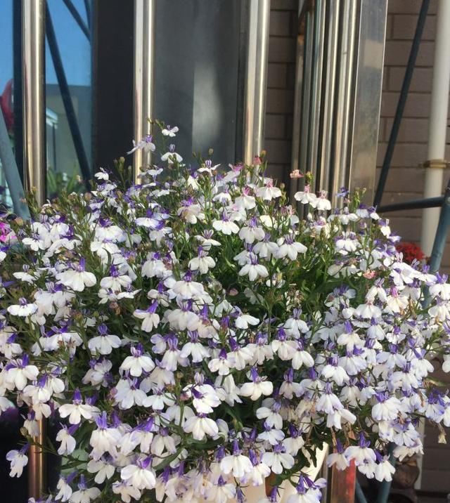 『盆栽』此款盆栽草花,花期很长,花多易爆盆,观赏价值高,还很好养护