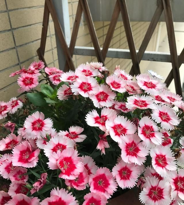  「观赏价值」这种盆栽花耐寒，在东北也能栽培，四季开花，观赏价值高，冬天也能栽培