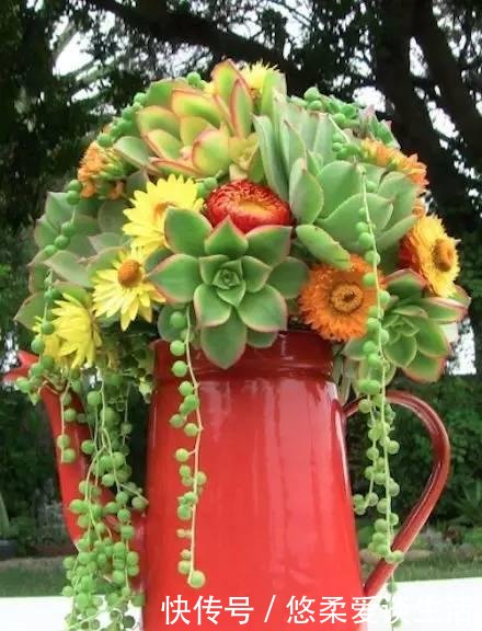  「如上图」如何制作一个多肉植物的“花园式”盆栽
