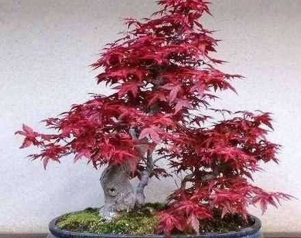 【可养】4种“绝美”的盆景树,惊艳不昂贵,喜欢都可养在家中,但要细心