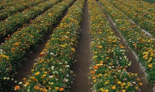  「耐热」这种花像“假花”，一年四季开花不断，耐寒又耐热，当盆栽最合适