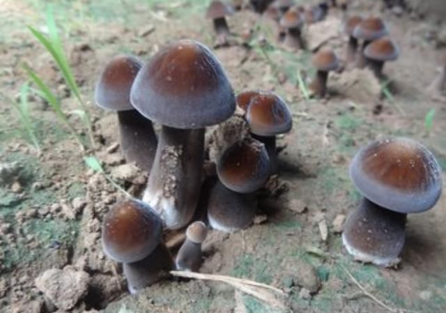 山里熟窝鸡枞菌“搬了家”！老农马上报案！罪魁祸首竟是蚂蚁