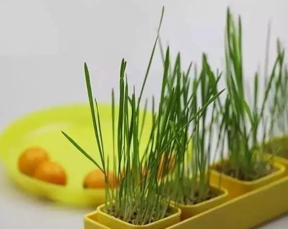  「雅致」播三五盆清新雅致的芽苗菜盆栽，靠自己的双手，尝尝春天的味道！