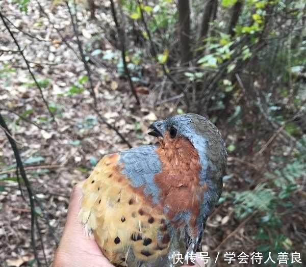  不到■农村以前经常打的“泥滑滑”，一般人绝对没见过！买不到