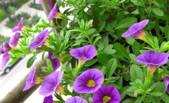  #款花#掐个枝就能活的“5款花”，适合新手懒人，观赏价值高，繁盛迷人