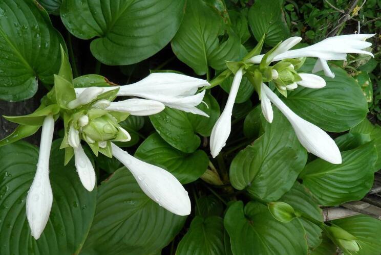 枝叶茂盛■“3种耐荫花”,枝叶茂盛,花朵好看,阳光不足也能长得好