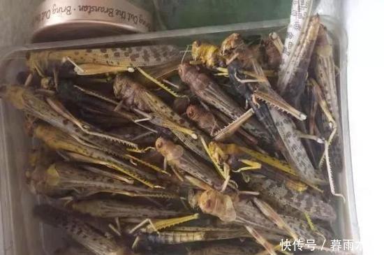  蝗虫|警惕！4000亿蝗虫来袭，这一次油炸真不管用！