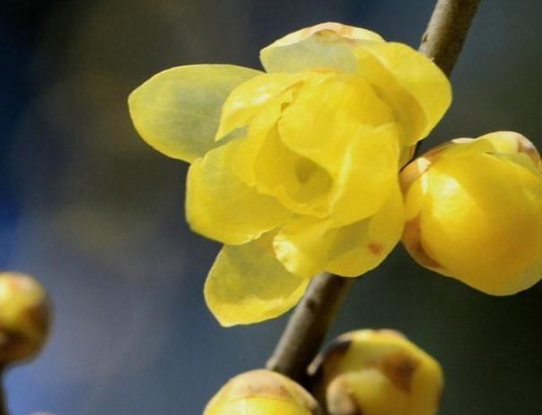  『上百』阳台养花，就养3种“垂枝花”，一根枝上百朵，花一开“满阳台”