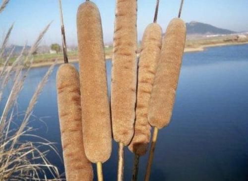 『植物』小溪边、河边，有1种“香蒲草”繁殖快，1个月繁殖一片，植株珍贵