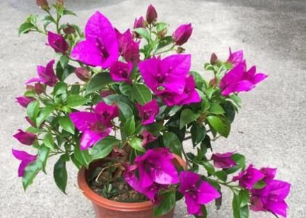  『到了花期』花量大又好养，养一盆，阳台成“花海”