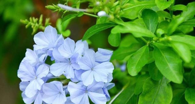  「春天」春天种什么呢？几样草本花卉，个个都是“开花小能手”