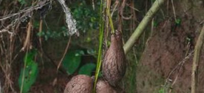  「民间」此物的价值别轻视，多年来在民间珍贵无比，真的好稀罕