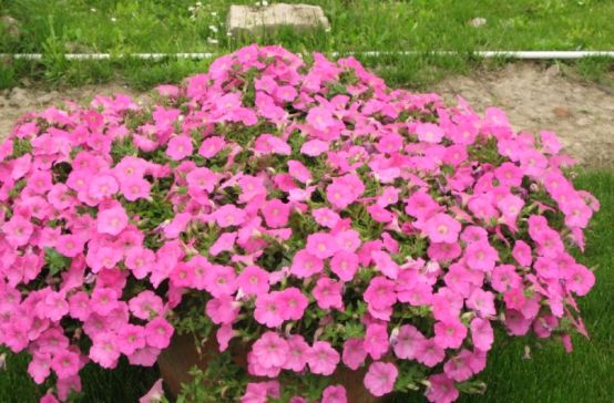  『花太』好养活又美丽，轻易的在阳台上培养出一片花色瀑布，这种花太迷人