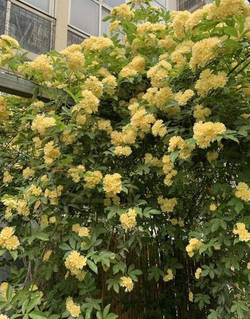  「春天」春天种花，选这2种“爬藤花卉”，能爬7层楼高，开出“大花墙”
