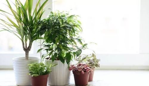  『家里』养在家里的盆栽植物不注意定期清洁，难怪怎么养都养不好