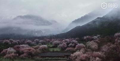  好奇|不用好奇李子柒家在哪里了！答案是四川平武大山