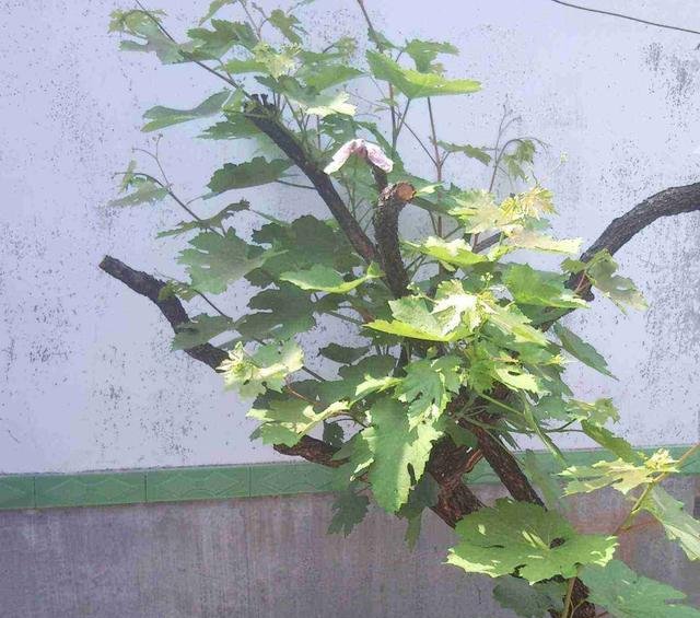  扦插：阳台如何种葡萄记住4点，果子数量多，一串串挂满了，好吃好看