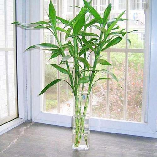 卧室养绿植不懂互补，将来追悔莫及！