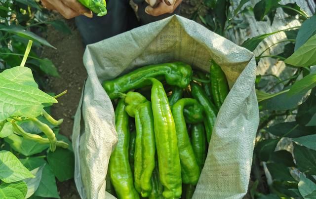  『种植辣』温室大棚尖椒要想产量高，品种选择很关键，但科学用肥选肥更重要