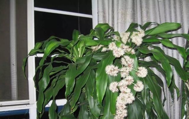  「适合」最好养的盆栽植物，一个月不浇水也能活，适合室内栽种！