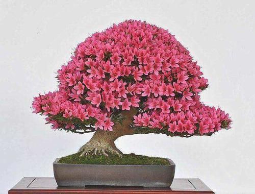  「恢复」杜鹃花的叶片发黄？做好这几点，让其重新恢复生机！
