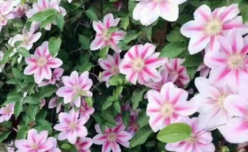  [漂亮]家中必养5种花，好养漂亮花期长，1个月不浇水,长得枝繁叶茂