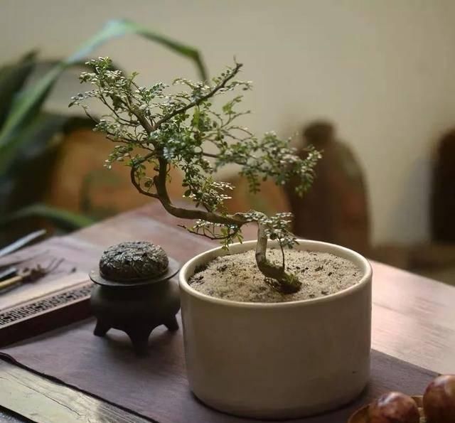  『适宜的生长』卫生间有异味？养几盆“香味植物”，除味效果棒，好看又好养