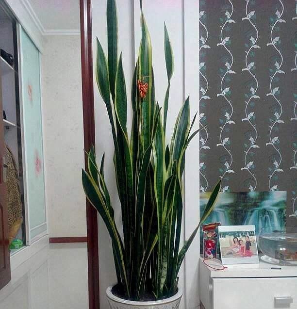  寓意：2种“多肉”长势猛，半年就能窜屋顶，寓意旺运、还镇宅，