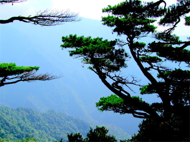  桂林■广西桂林有种树，每年只长三四片叶子，据说美国欲拿波音