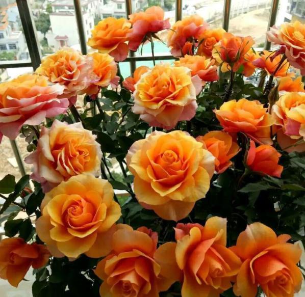 #家里#家里养这“5款花”,开花一茬茬停不下,花朵美丽鲜艳,娇艳欲滴