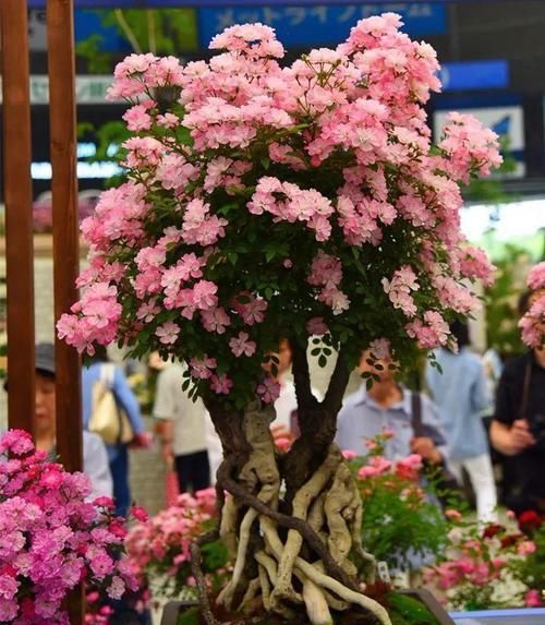  花盆@一个碗大的花盆，也能种出苹果树？别说，看着还挺诱人的！