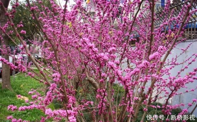 艳丽@紫荆花早春叶前开放,无论枝、干布满紫色花朵,艳丽可爱