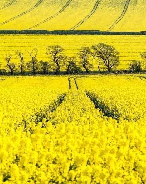 满眼春光!太美了