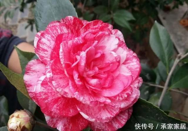 保活:养花小技巧:养花全靠1句话,100%保活!