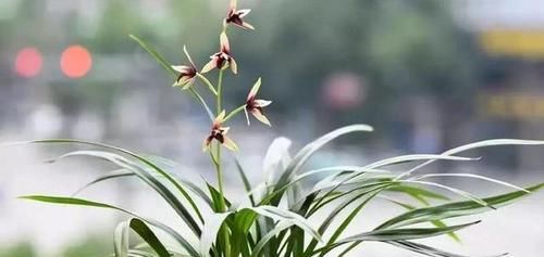  【适合】兰花长期放室外适合吗？