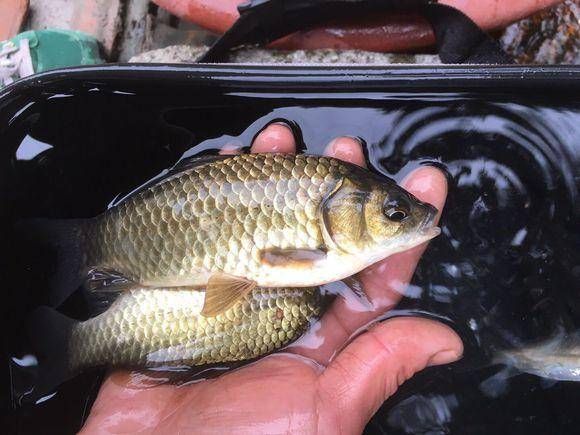  [技巧]老钓友没钓到过什么大鱼，但是能给大家说说野钓鲫鱼的技巧！