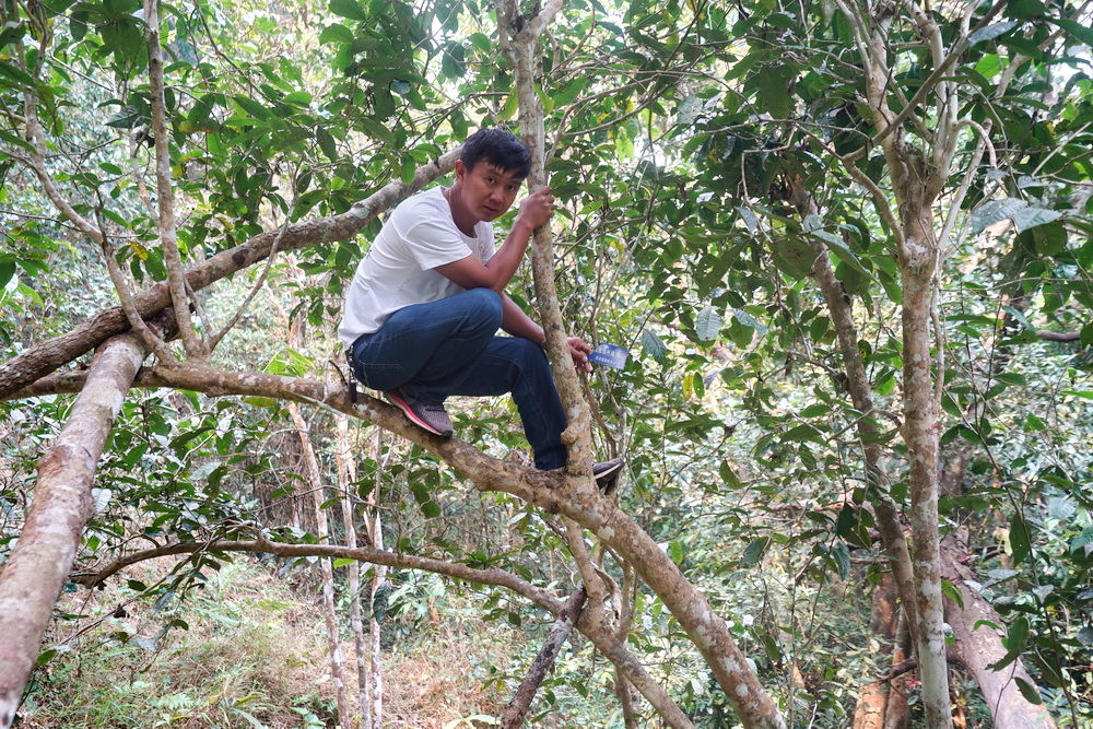 探秘古茶树:当地人说很多老茶树被无知砍了，而留下来是因为人懒