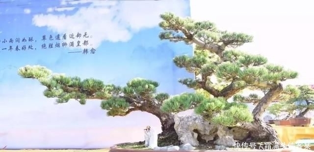  [栽种盆景]玩盆景，已成为当下追求高品质生活的一股潮流