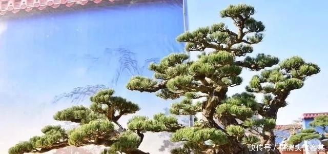  [栽种盆景]玩盆景，已成为当下追求高品质生活的一股潮流