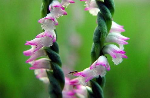  #十厘米#这花，真拧巴，花型奇特少见，花色多彩艳丽，有补气血两虚功效