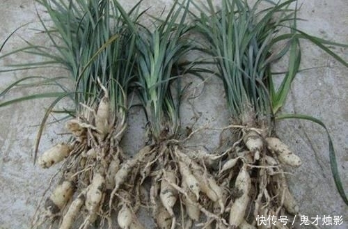 『观赏价值』它在农地里像“杂草”,被称为“沿阶草”,根茎比庄稼值钱,珍贵