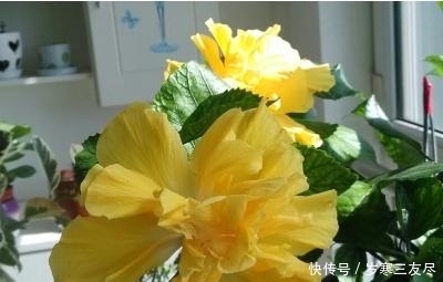 「牡丹」桑叶牡丹怎样栽种